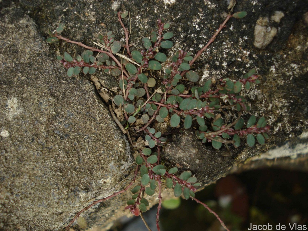 Euphorbia thymifolia L.